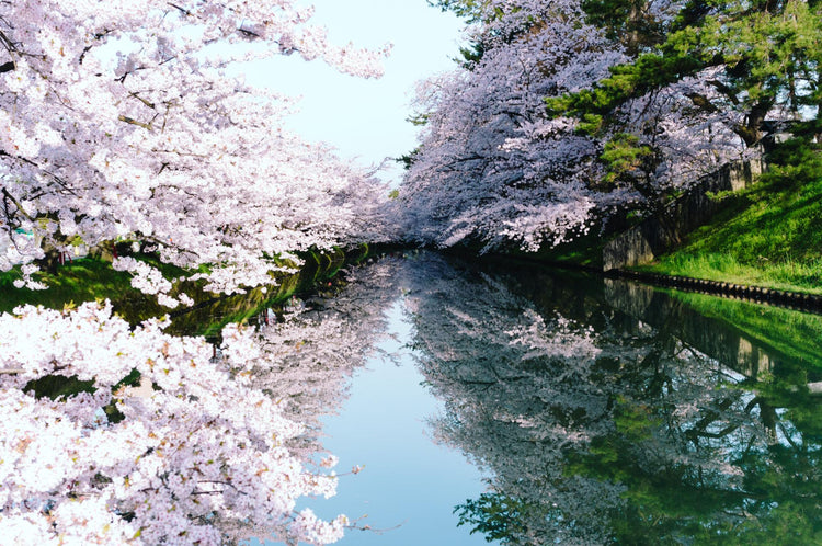 Sakura(Cherry Blossom)